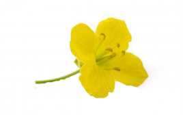 Simply Fresh Rocket Flower   Box  10-15 pcs